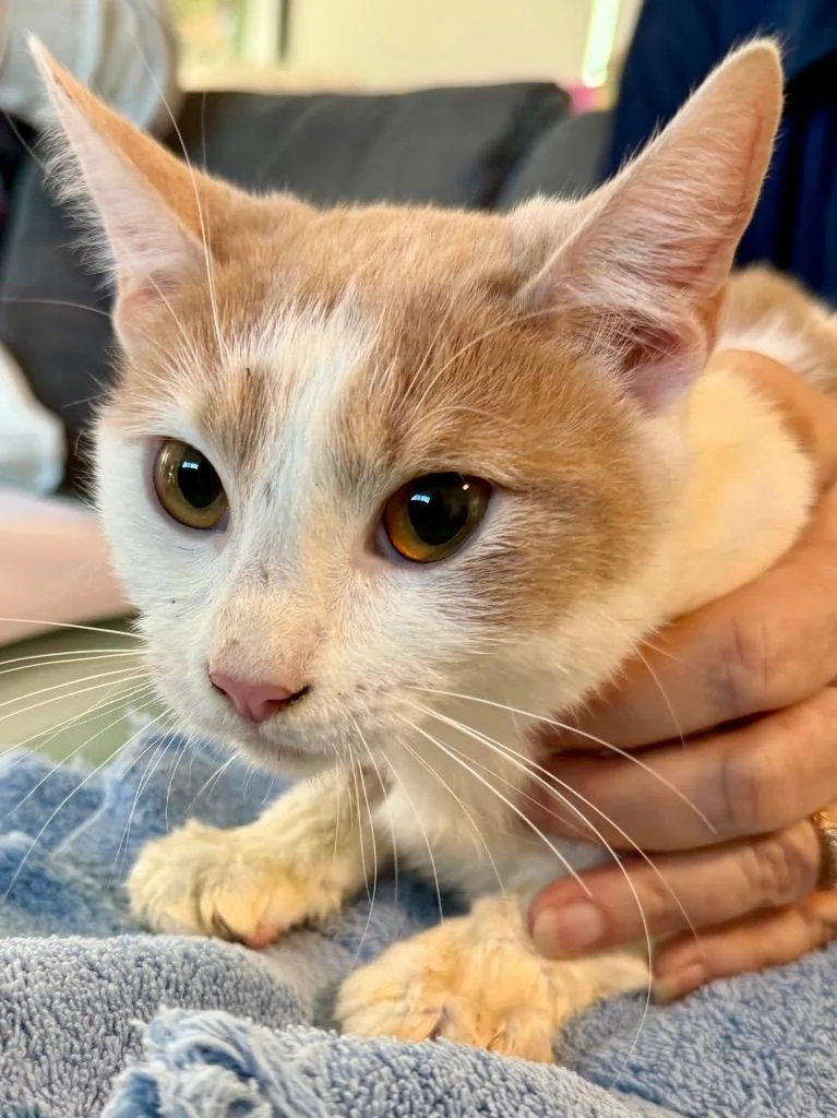 A young medium-sized female Domestic Short Hair cat named Perline for adoption in San Pedro, CA