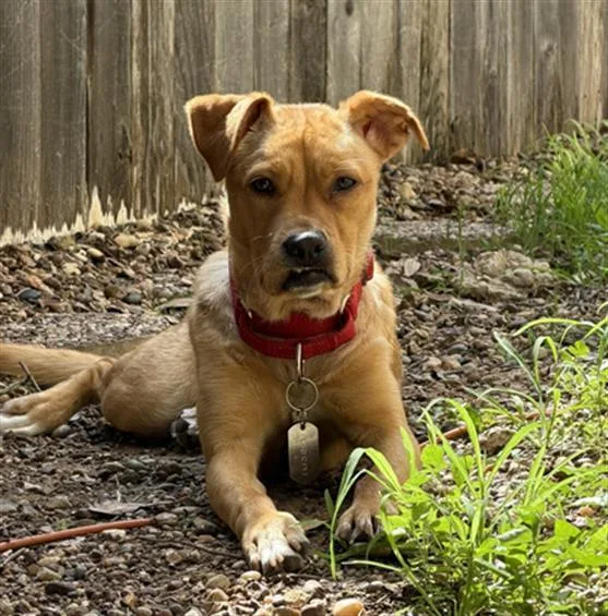 A young medium-sized female Labrador Retriever dog named Dahlia for adoption in San Antonio, TX