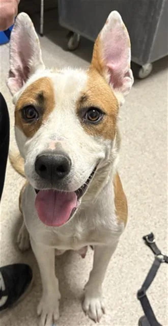A young medium-sized female Terrier dog named Mother Gooseberry for adoption in Bakersfield, CA