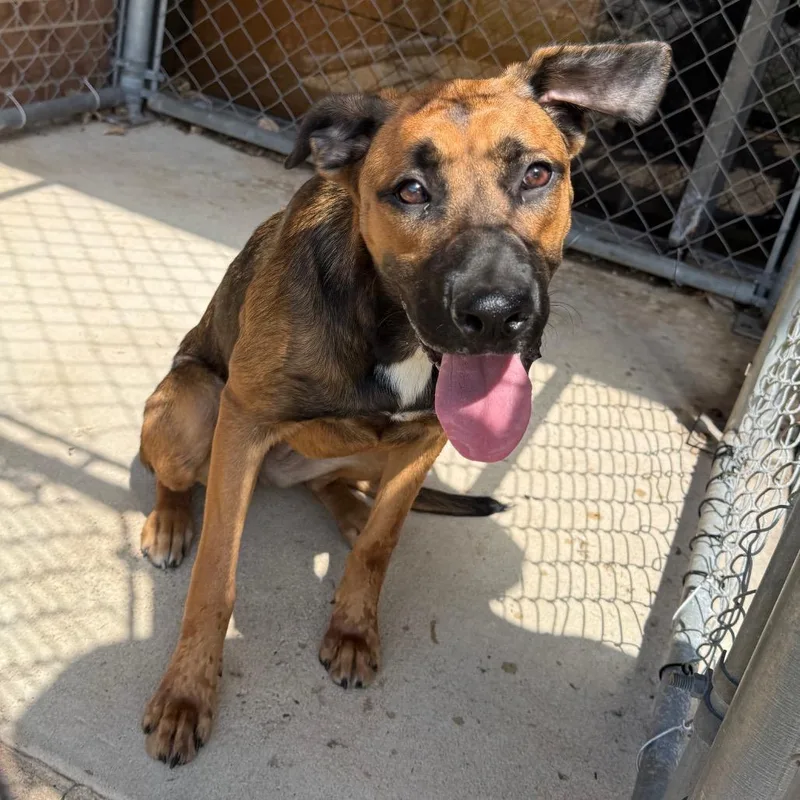A young medium-sized female Sable Shepherd dog named Piper for adoption in Birmingham, AL