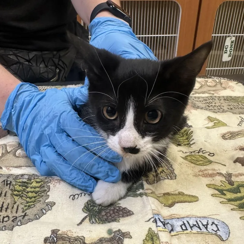 A baby small-sized male Black Domestic Short Hair cat named Fridge for adoption in Murray, UT
