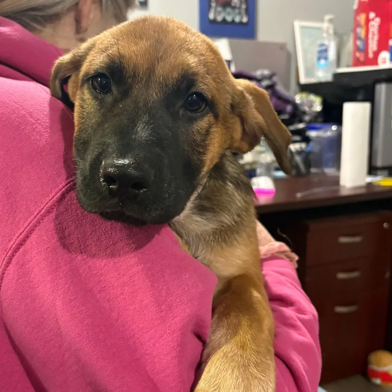 A baby small-sized female Sable Shepherd dog named Autumn for adoption in Wappingers Falls, NY