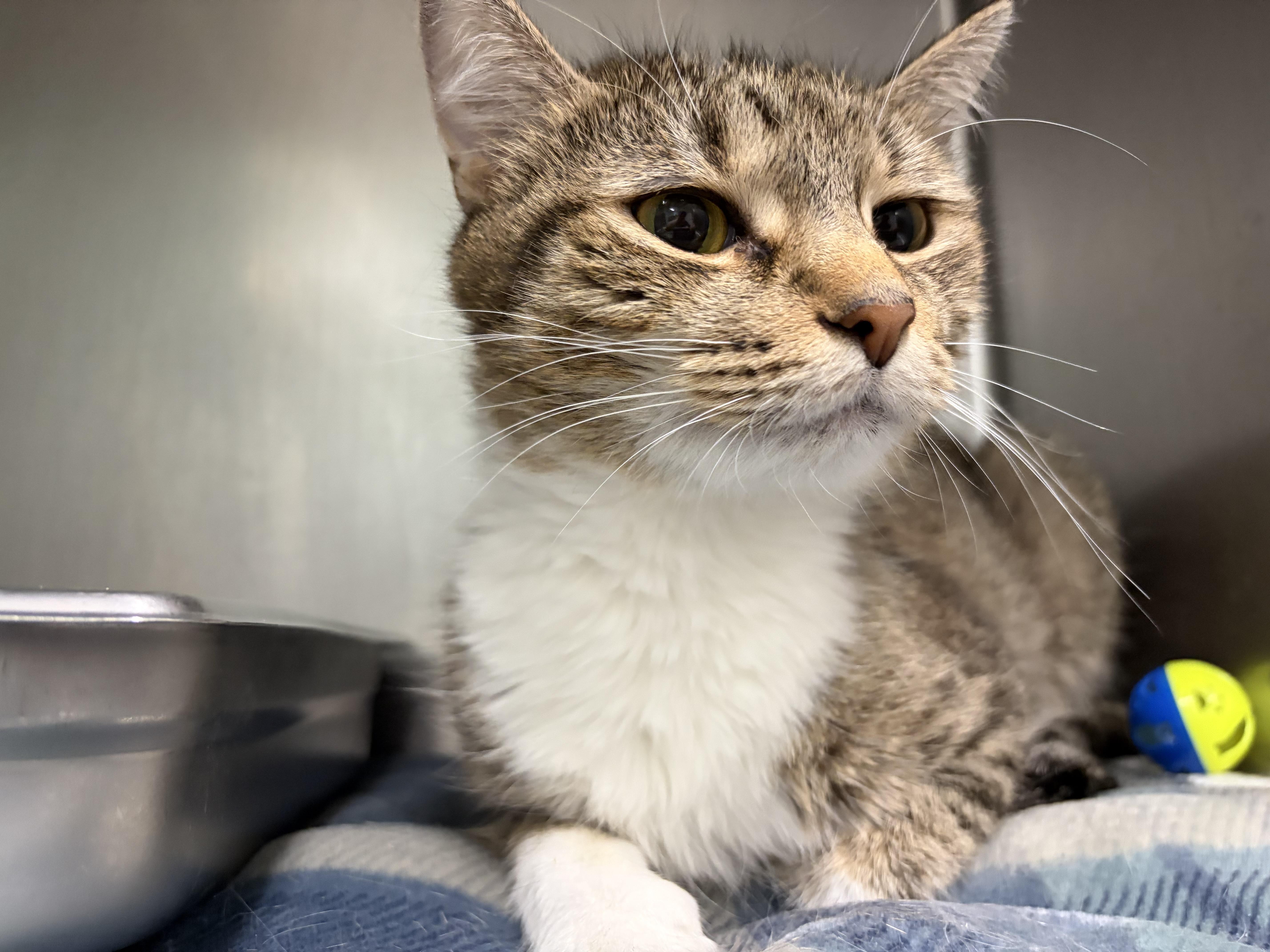A young medium-sized female Tabby (Brown / Chocolate) Domestic Short Hair cat named Nectar for adoption in Frankfort, IN