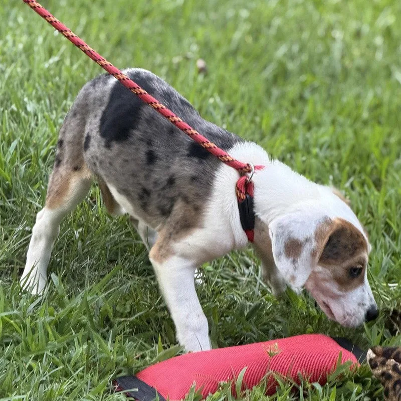 Biscuit