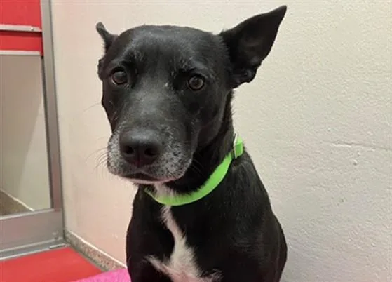 An adult medium-sized female Australian Kelpie dog named Mama for adoption in Tucson, AZ