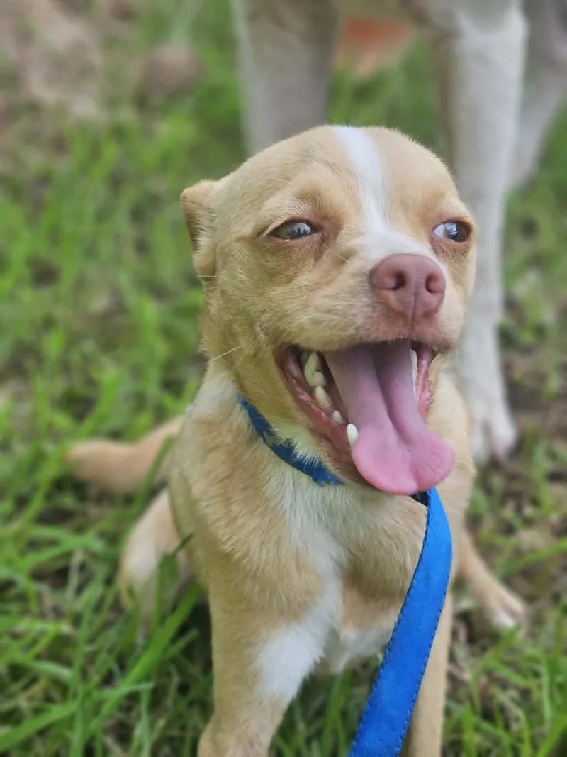 A young small-sized female Chihuahua dog named BabyCakes Chi for adoption in Wakefield, RI