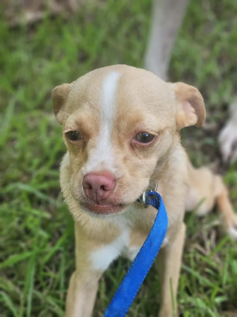 BabyCakes Chi thumbnail 3