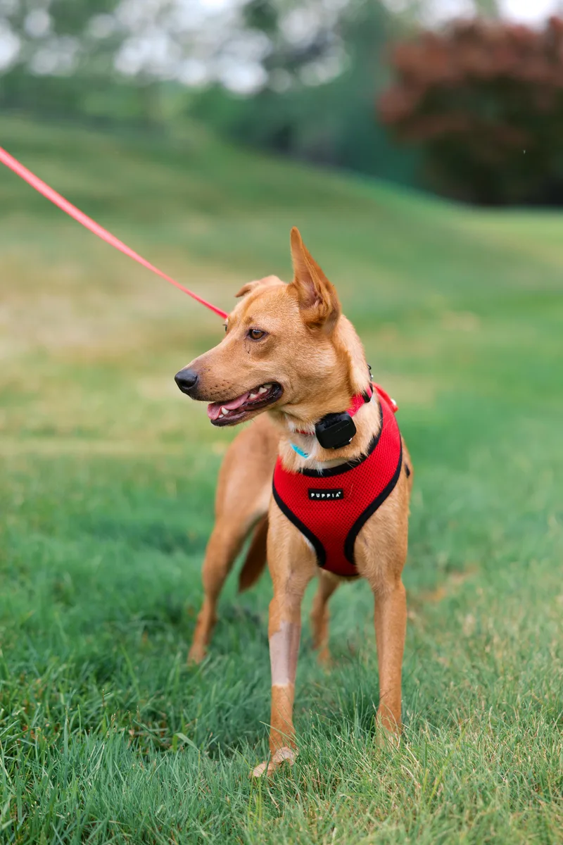 A young medium-sized female Mixed Breed dog named Sugar for adoption in Brooklyn, NY