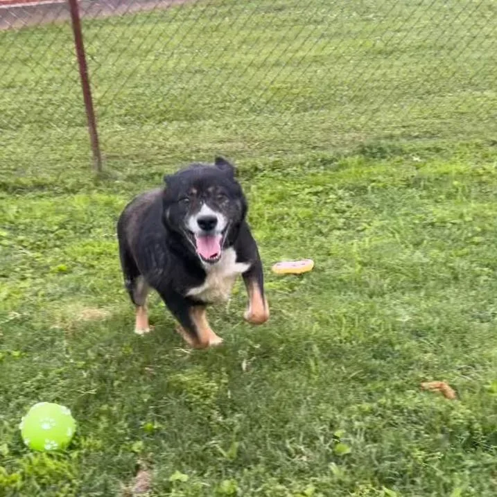 Snickers thumbnail 2