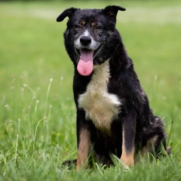 Snickers thumbnail 3