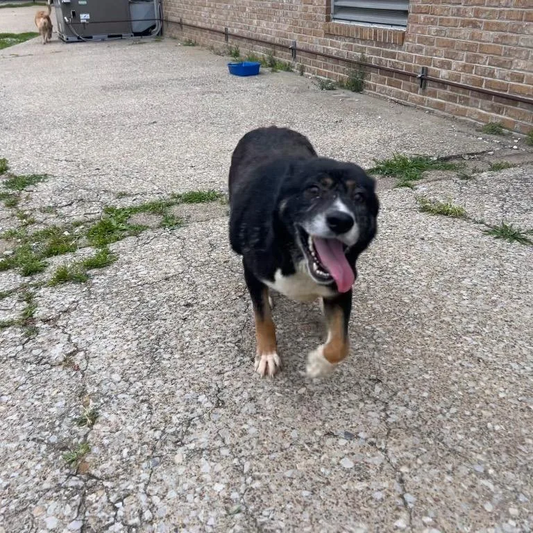 Snickers thumbnail 4