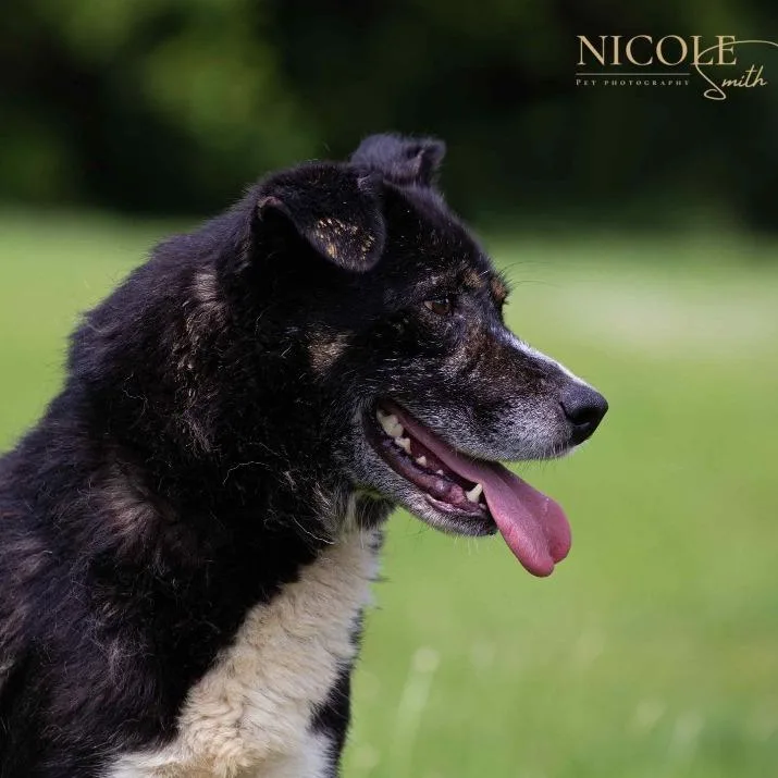 Snickers thumbnail 5