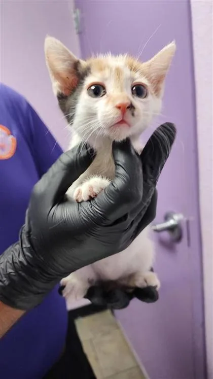 A baby small-sized female Black Domestic Short Hair cat named Crab for adoption in El Paso, TX