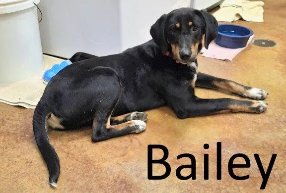 An adult medium-sized female Black and Tan Coonhound dog named Bailey for adoption in Mountain View, AR