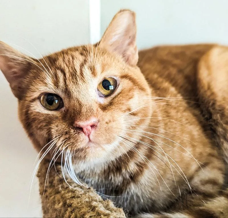 An adult medium-sized male Orange / Red Domestic Short Hair cat named Emery for adoption in Niles, MI