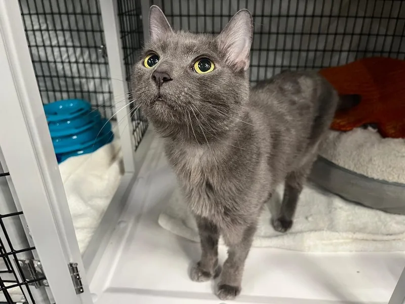 A senior medium-sized male Domestic Short Hair cat named Sir Edmonton for adoption in Raleigh, NC