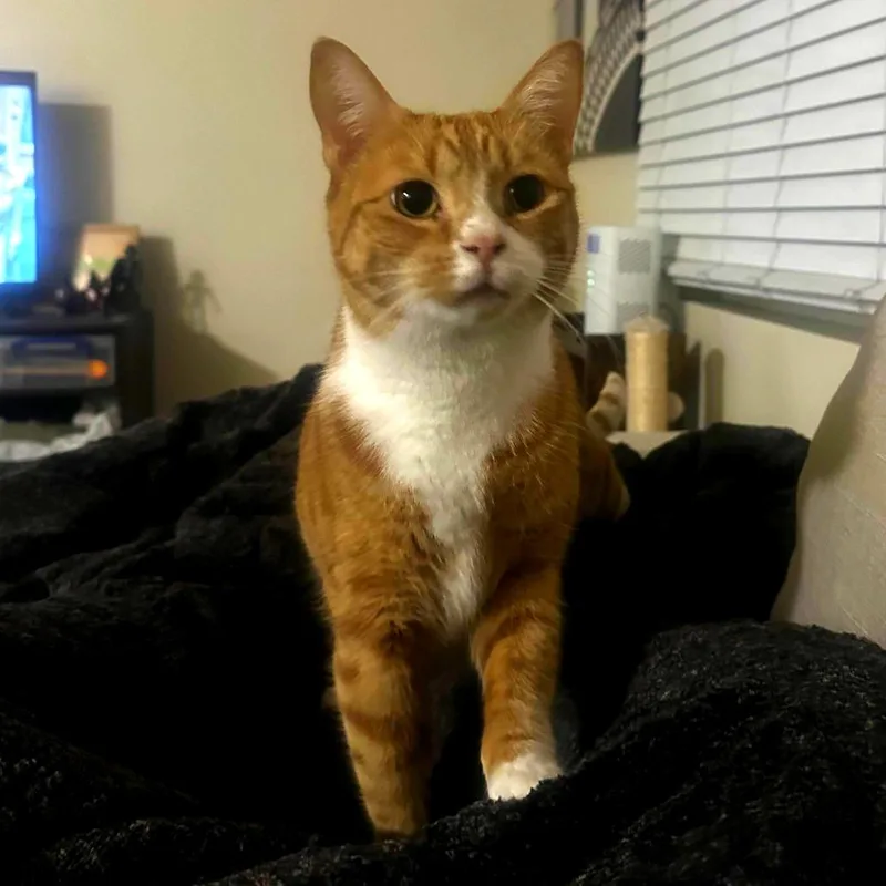 A senior large-sized female Orange / Red Domestic Short Hair cat named Banksy for adoption in San Diego, CA