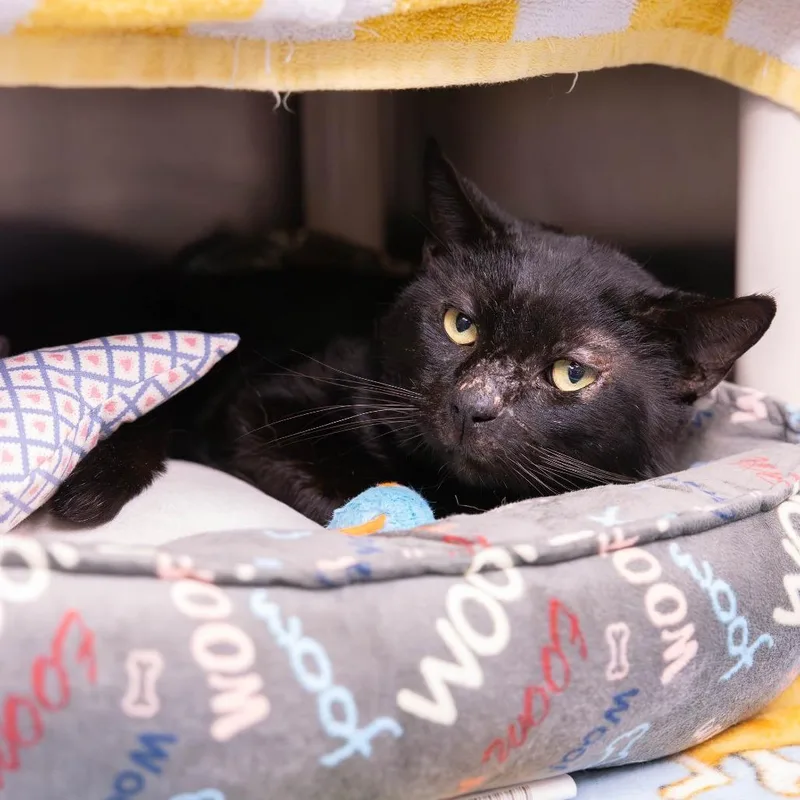 An adult medium-sized male Black Domestic Short Hair cat named Psychology for adoption in Mentor, OH