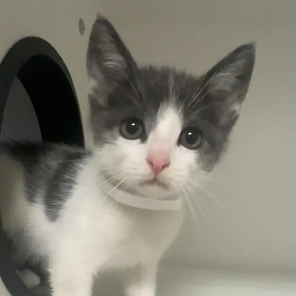 A baby small-sized male Domestic Short Hair cat named Steve for adoption in Walnut Creek, CA