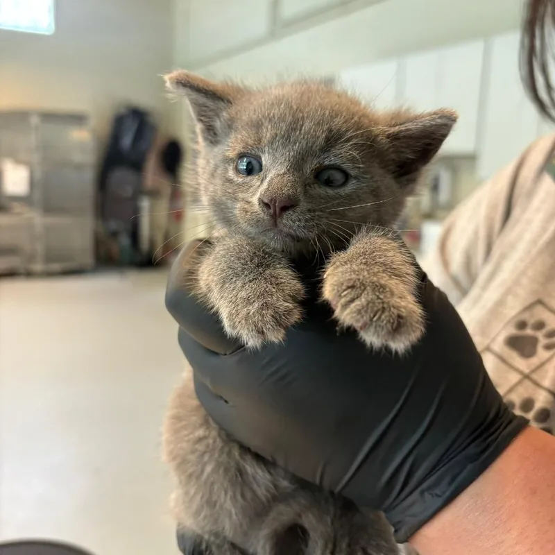 A baby small-sized male Gray / Blue / Silver Domestic Short Hair cat named Will for adoption in Huntington, WV