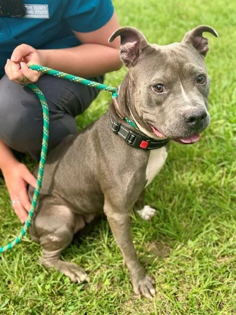 An adult large-sized female American Staffordshire Terrier dog named Wilma for adoption in York, SC