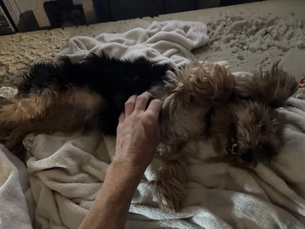 A senior small-sized male Yorkshire Terrier dog named Beaux  WI for adoption in Bryan, TX