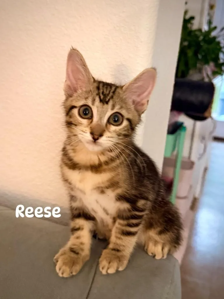 A baby small-sized male Domestic Short Hair cat named Reese for adoption in Magnolia, TX