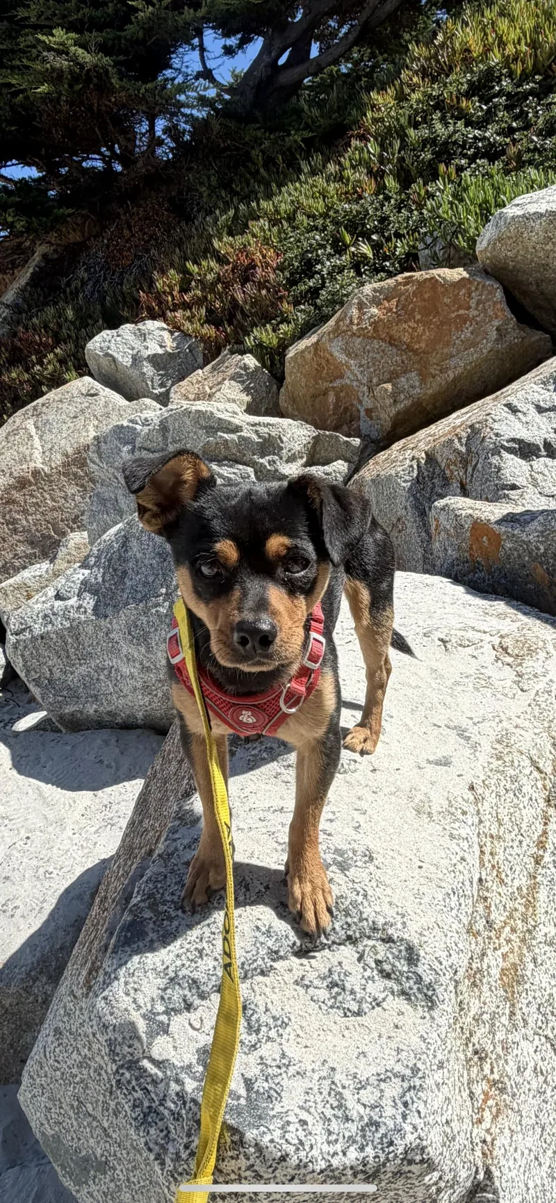 A young small-sized male Bicolor Miniature Dachshund dog named Brutus for adoption in Hamden, CT