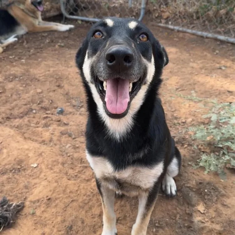 An adult large-sized female German Shepherd Dog dog named Nevada for adoption in Paradise, TX