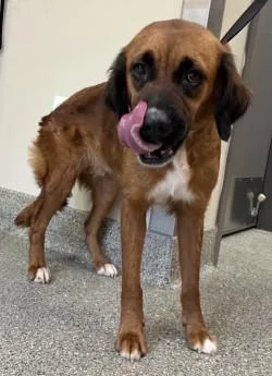 An adult large-sized female Retriever dog named Nahal for adoption in Kansas City, MO