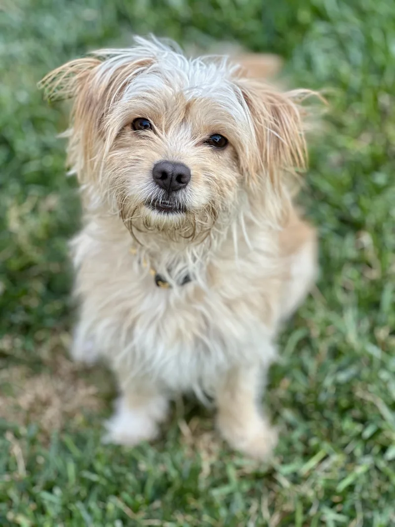 A young small-sized female Apricot / Beige Terrier dog named Frizzle for adoption in San Francisco, CA