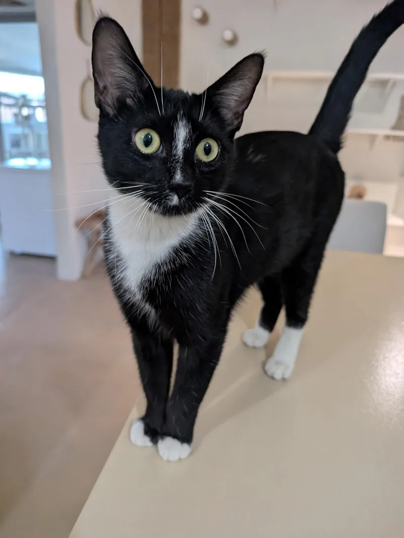 A young medium-sized female Black & White / Tuxedo Domestic Short Hair cat named Olive for adoption in Youngtown, AZ