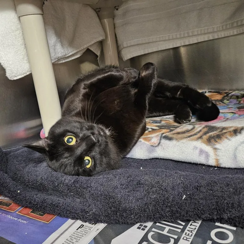 An adult large-sized male Black Domestic Short Hair cat named Miso for adoption in Springfield, MA