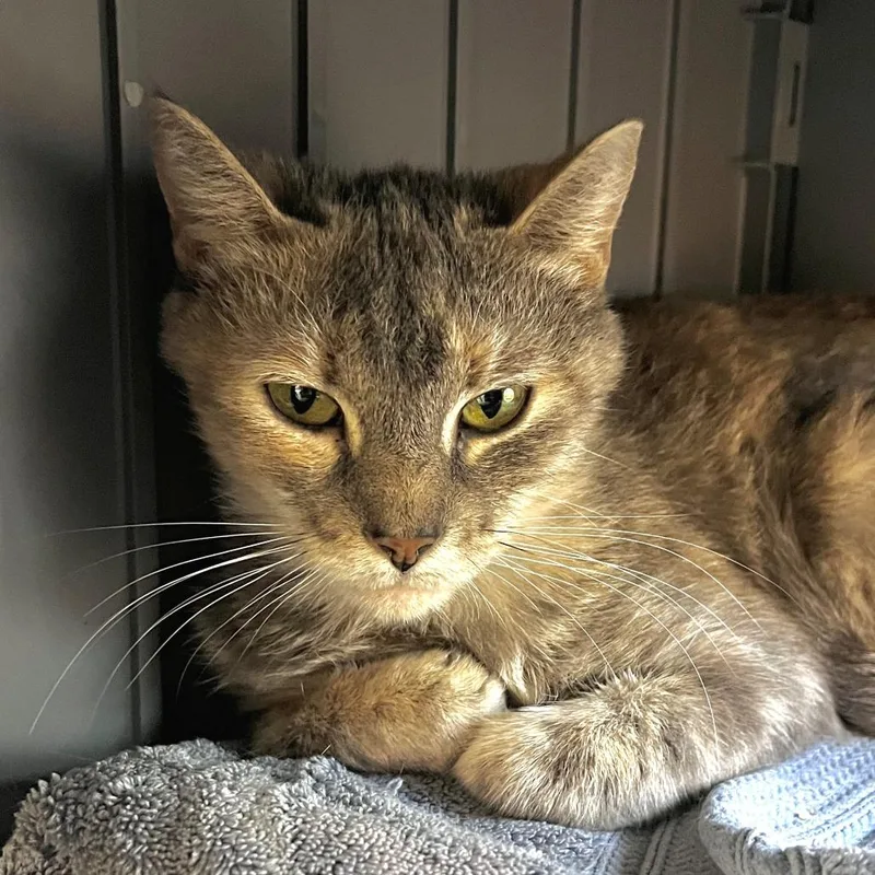 An adult medium-sized female Domestic Short Hair cat named NCI Leila for adoption in Port Washington, NY