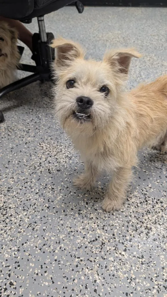 A young small-sized male Wirehaired Terrier dog named Waylon for adoption in Seven Points, TX