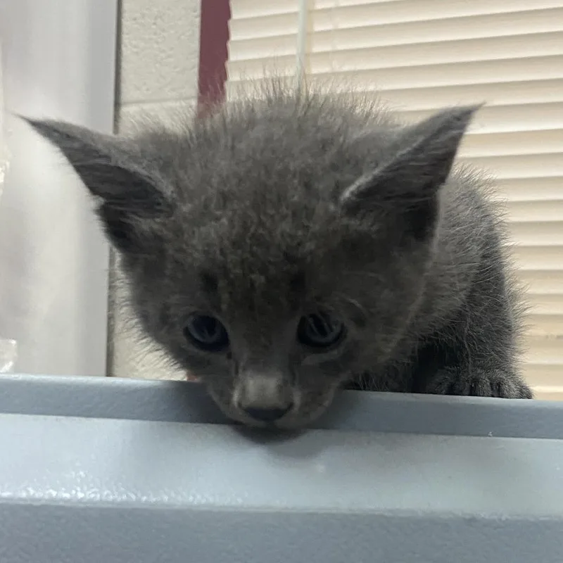 A baby small-sized male Gray / Blue / Silver Domestic Short Hair cat named Witty for adoption in Ardmore, OK
