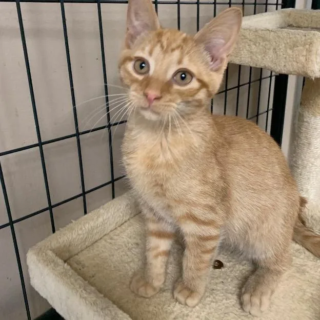 An adult small-sized male Domestic Short Hair cat named Rusty pka Woozel for adoption in Archbold , OH