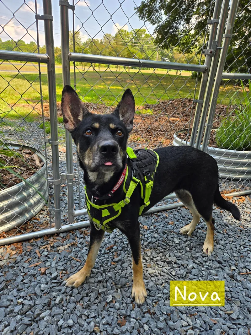 A young large-sized female German Shepherd Dog dog named Nova for adoption in Albemarle, NC