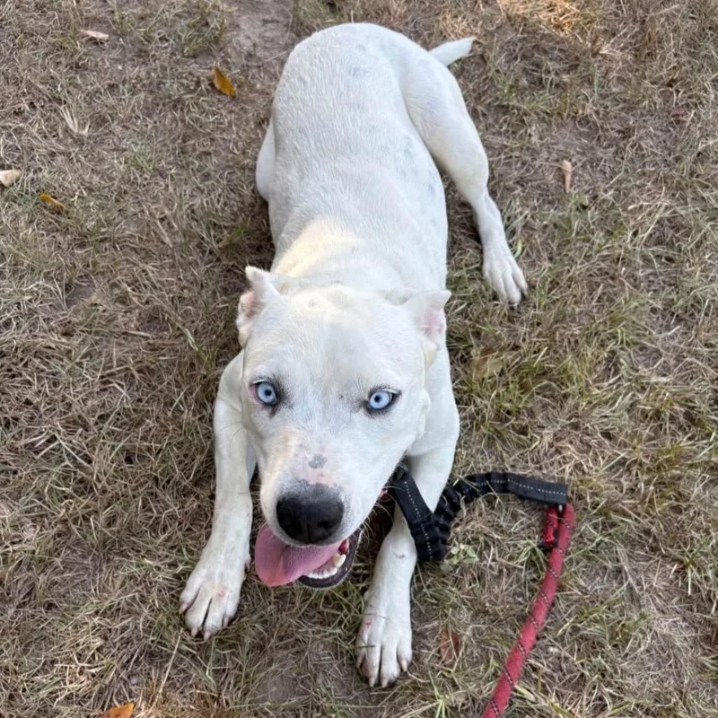 A young medium-sized female Labrador Retriever dog named Bluey Local November for adoption in Brookshire, TX