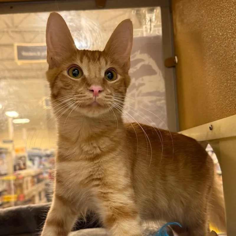A baby small-sized male Black Domestic Short Hair cat named Ernie for adoption in Desert Hot Springs, CA