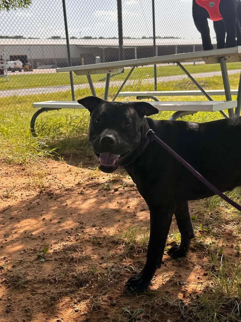 A young medium-sized female Black Pit Bull Terrier dog named Myrtle for adoption in Graham, TX