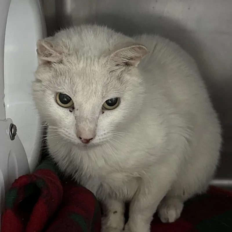 A senior medium-sized male Siamese cat named Elijah for adoption in Lakeland, FL