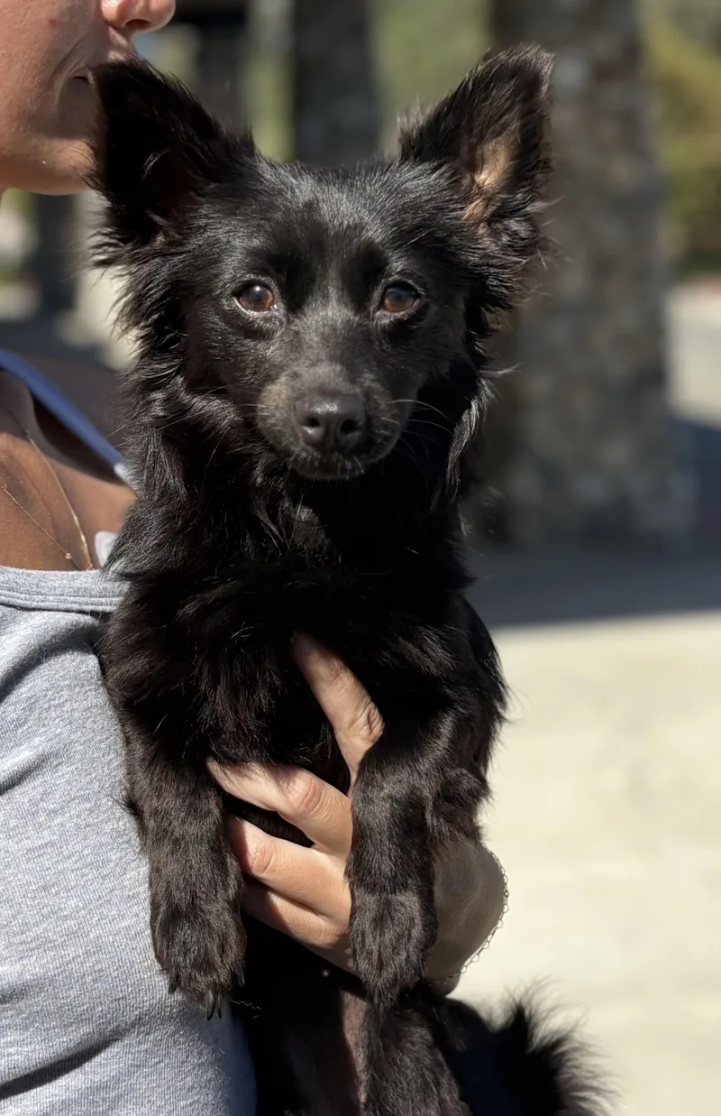 A young small-sized female Black Chihuahua dog named Beverly for adoption in Encino, CA
