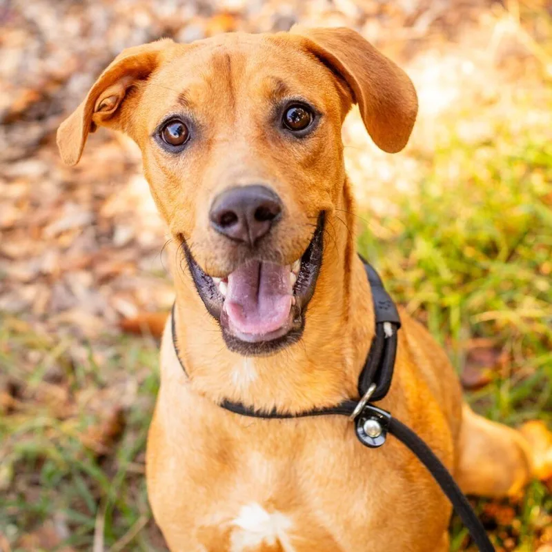 A young medium-sized female Red / Chestnut / Orange Labrador Retriever dog named Nala for adoption in Novelty, OH