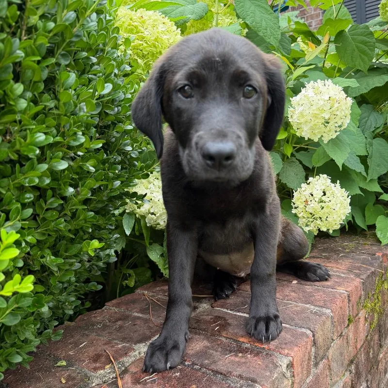 A baby medium-sized female Black Labrador Retriever dog named Jessie for adoption in Brownsboro, AL