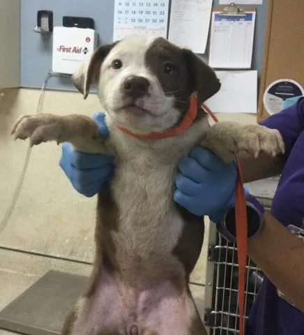 A baby small-sized female Pit Bull Terrier dog named Cookie for adoption in Riverside, CA