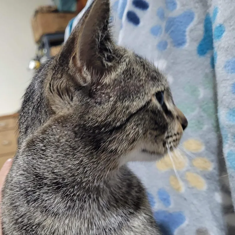 An adult medium-sized female Brown / Chocolate Domestic Short Hair cat named Topaz for adoption in Traverse City, MI