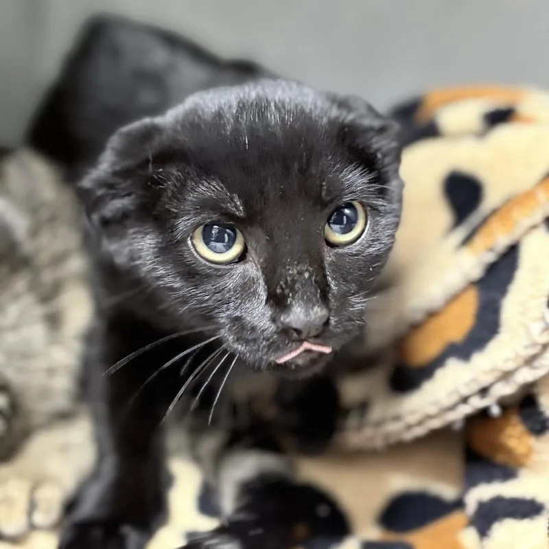 A baby small-sized female Black Domestic Short Hair cat named Caraxes for adoption in Tyler, TX