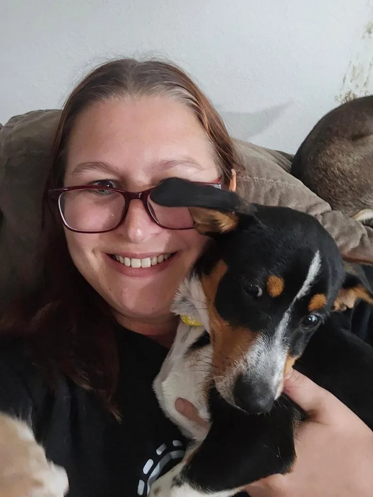 A baby medium-sized male Corgi dog named Sox for adoption in Salt Lake City, UT