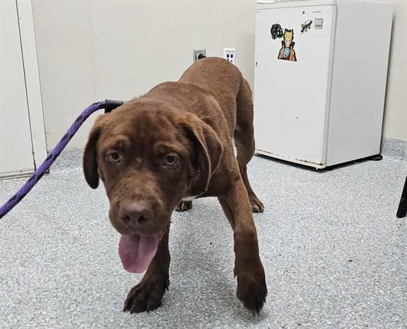 A young medium-sized male Labrador Retriever dog named Boorger for adoption in Garland, TX
